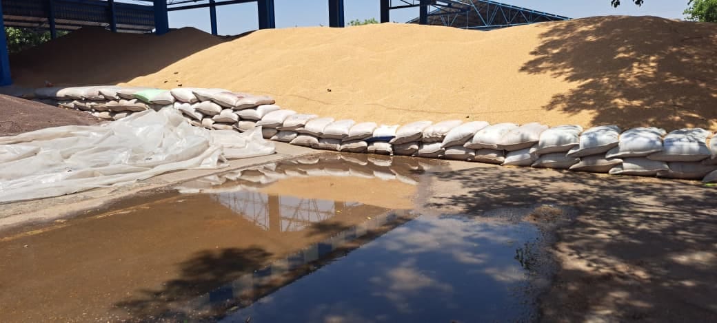 Bumper arrival of wheat in the market, 2,14,540 more wheat arrived than last year