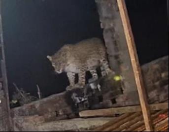 A leopard carried off several piglets from a farm along with 12 dogs.