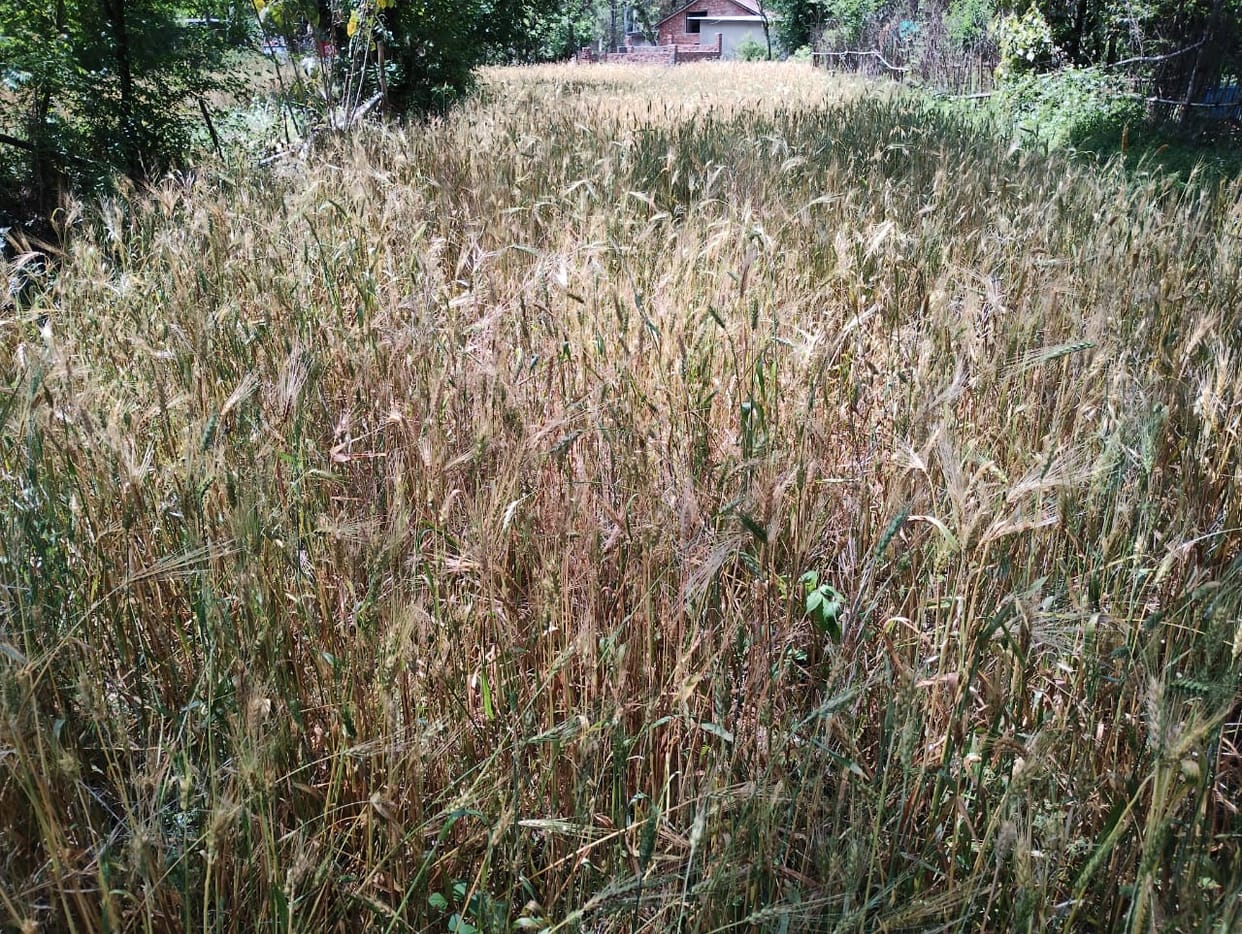 Rains add to farmers' worries, affecting wheat harvesting and threshing