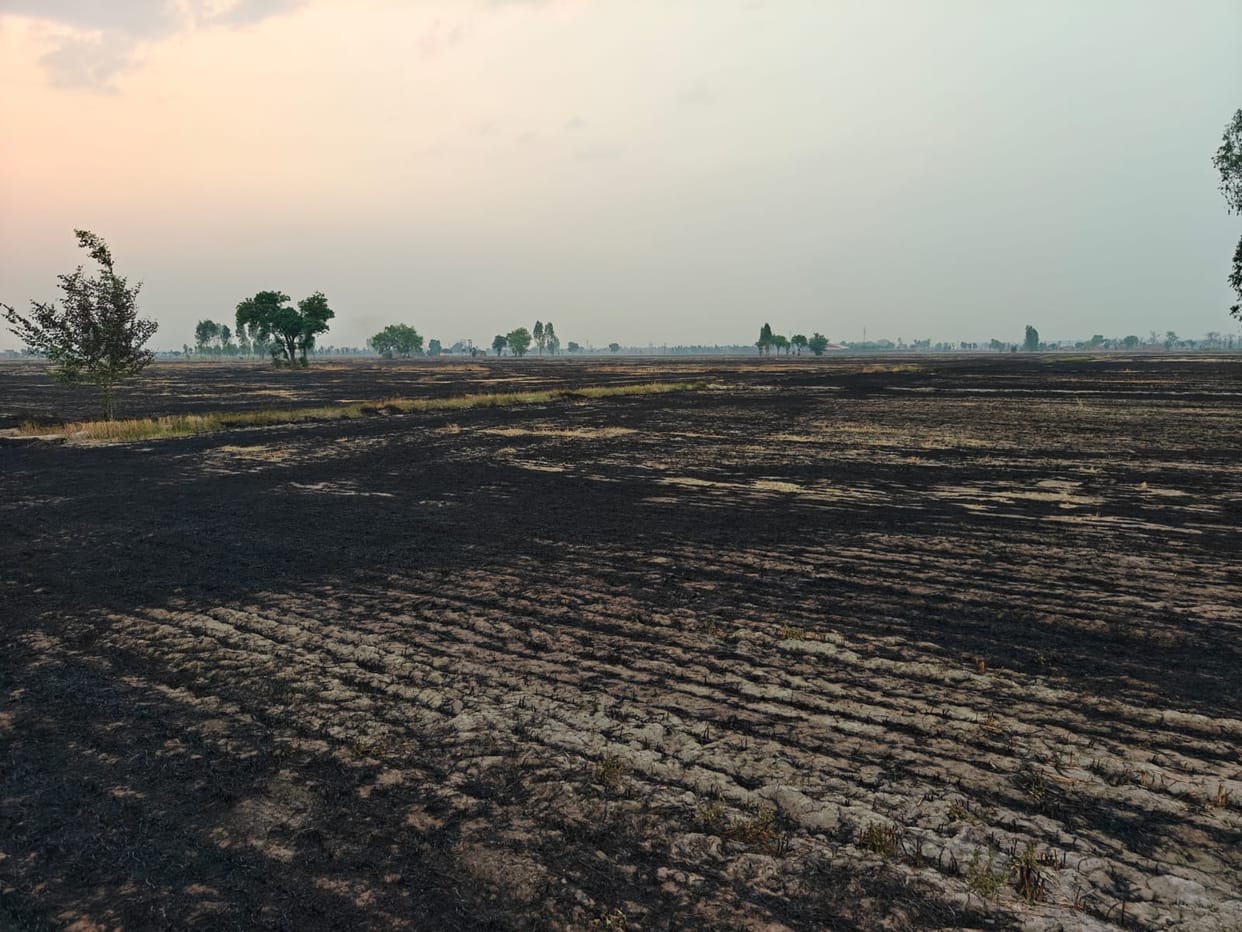 The sweetness of sugarcane burning with the wheat stalks