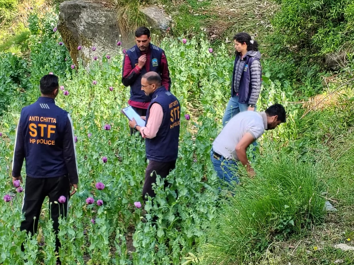 1.38 lakh opium plants destroyed in Mandi, illegal cultivation on 4 bighas exposed