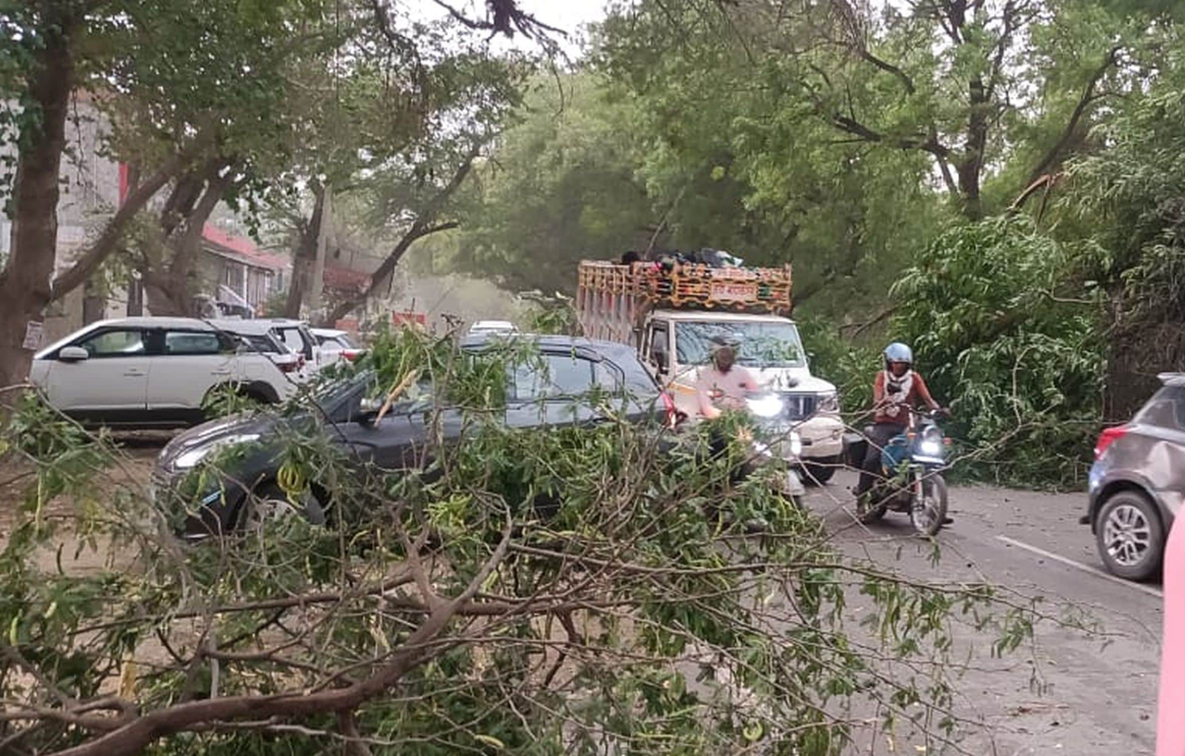 महराजगंज क्षेत्र में तेज हवा और बारिश से सड़क पर गिरे पेड़।