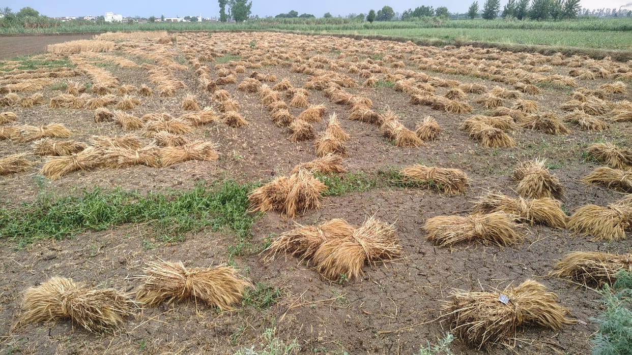 Drizzle brings relief from heat, farmers worried about wheat crop