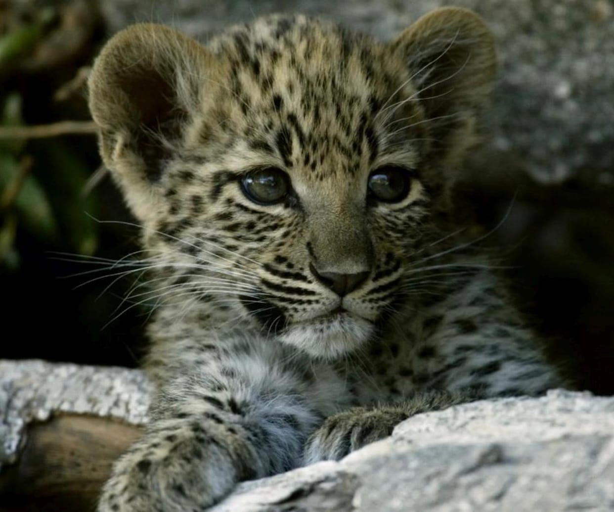 The mother leopard visited her cubs and returned after caressing them.