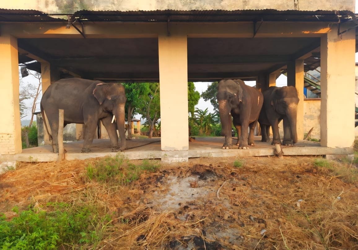 Why did the pet elephant Vinayak become violent... investigation begins