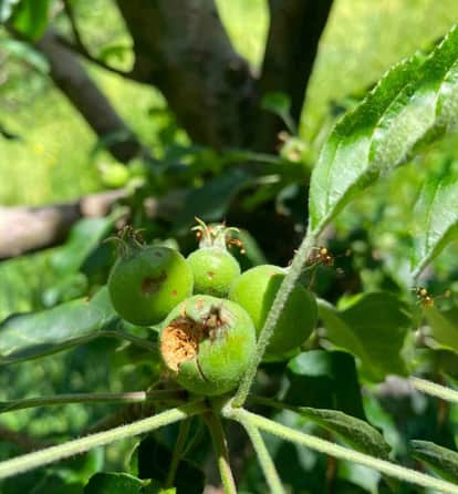 Apple crop damaged due to storm and hailstorm in Kotkhai and Chhauhara