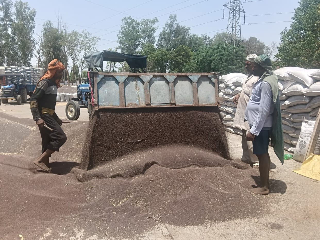 Government procurement of mustard will end today; 13,582 quintals of mustard arrived from 503 farmers on Thursday