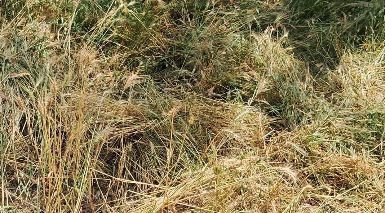 Storm and rain damage wheat, onion and garlic crops, farmers worried