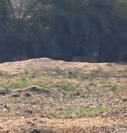 The leopard that escaped from Kuno reached Rajgarh, villagers panicked after being seen in Kalipeeth