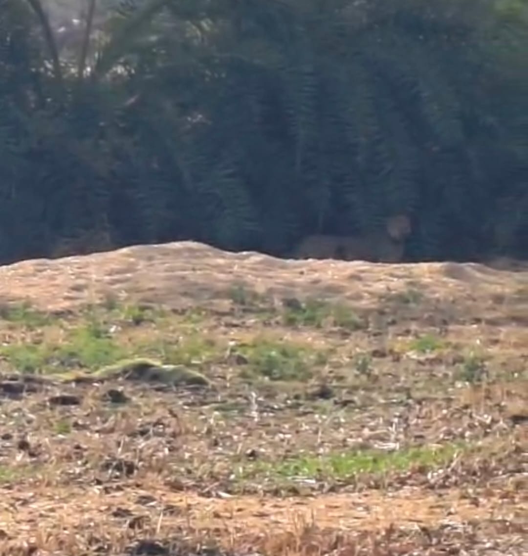 The leopard that escaped from Kuno reached Rajgarh, villagers panicked after being seen in Kalipeeth