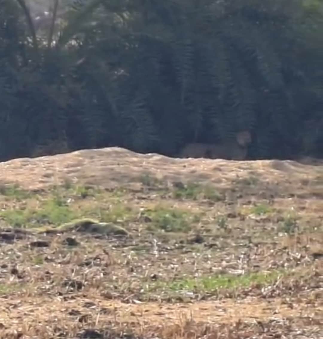 कूनो का चीता पहुंचा राजगढ़