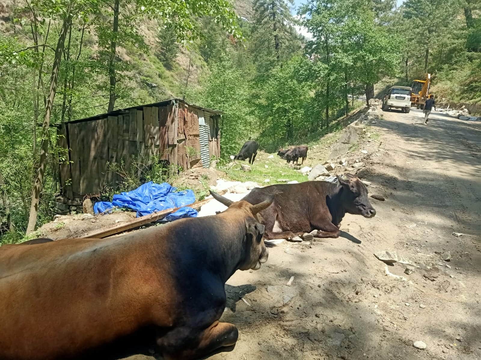 कोटखाई में सड़क किनारे बैठे लावारिस पशु। संवाद