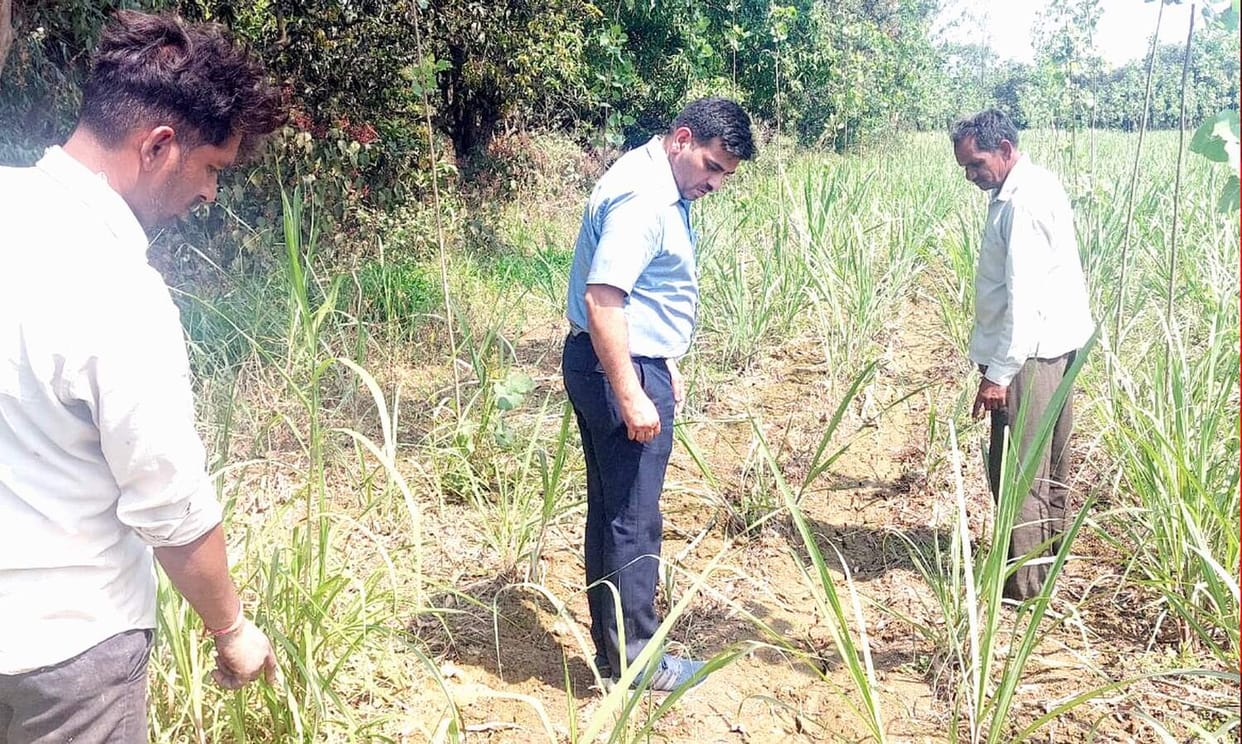 Leopard took away pet dog from Mahmudpur Bhagwandas in Kanth