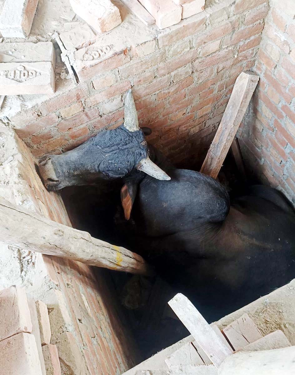 A bull that had fallen into the tank of a building under construction was rescued with great difficulty.