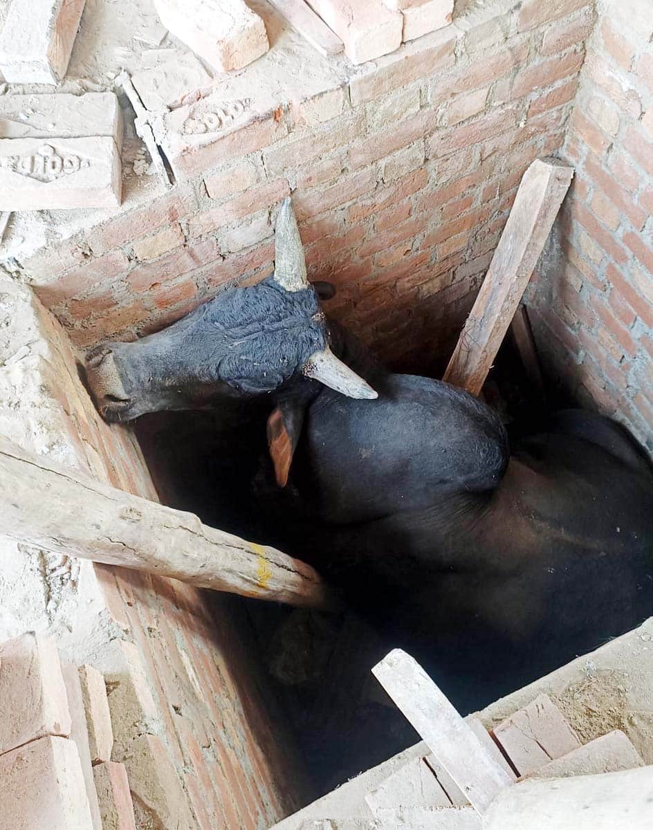 खुटार में टैंक में गिरा सांड़। संवाद