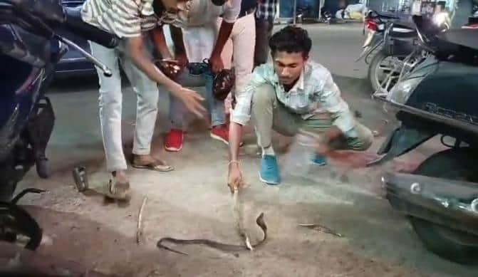 सांप का रेस्क्यू