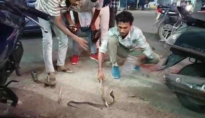 सांप का रेस्क्यू