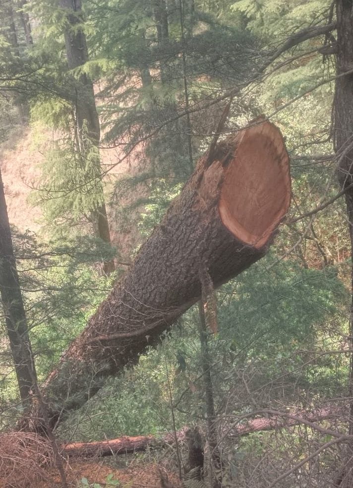 Smugglers cut pine trees in the Forti forest.