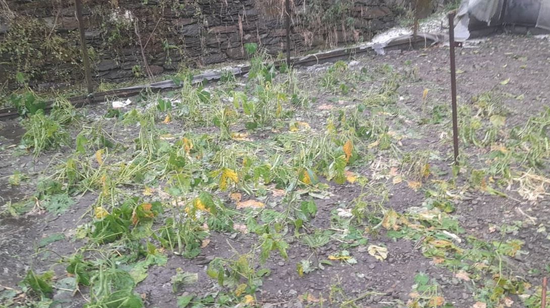 लोहाघाट में भारी ओलावृष्टि से  क्षतिग्रस्त किसानों की कद्दू की खेती। स्रोत: किसान