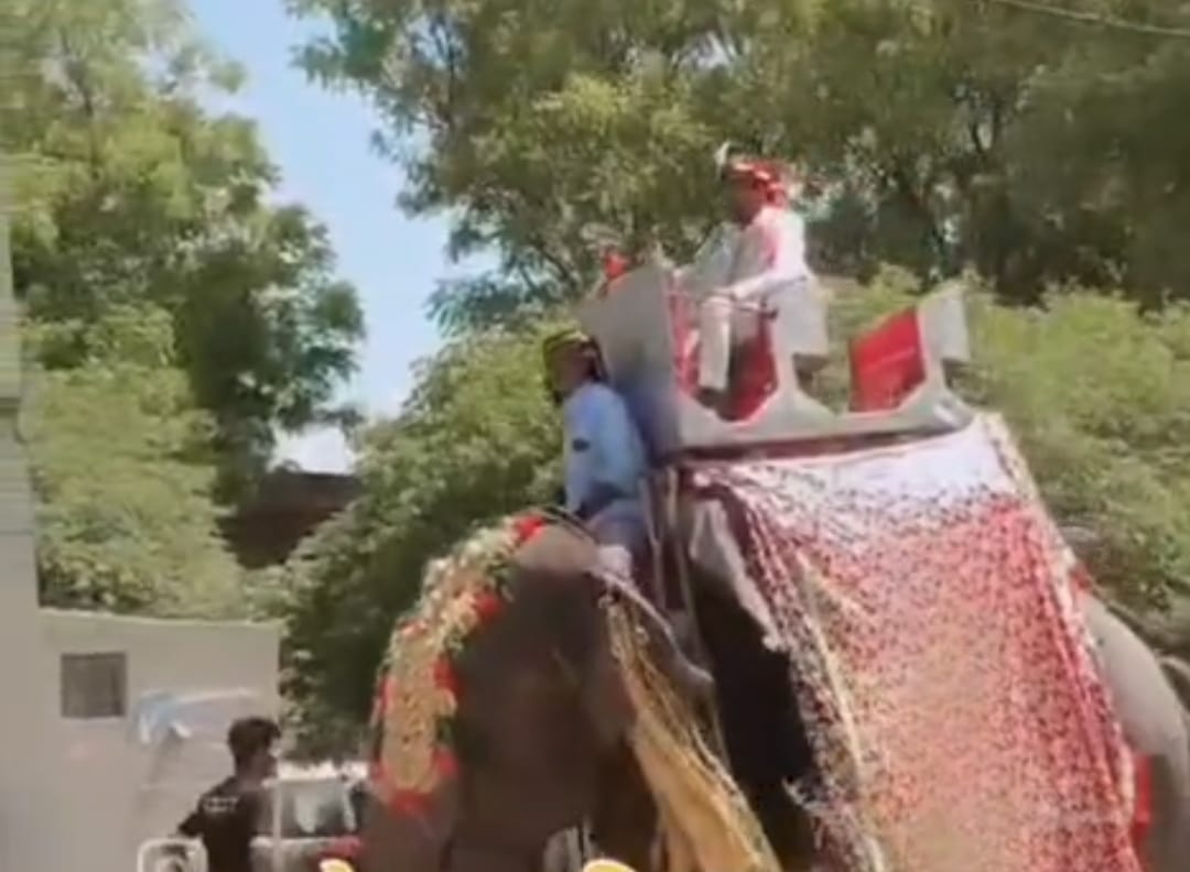 Jamalpur's Ankit rides on an elephant, wedding becomes a topic of discussion