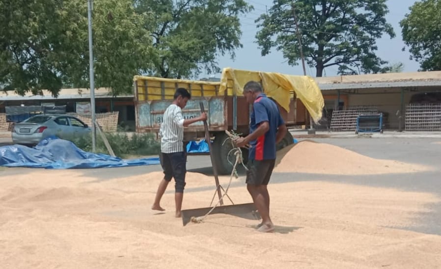 Farmers' wheat got wet while waiting for weighing