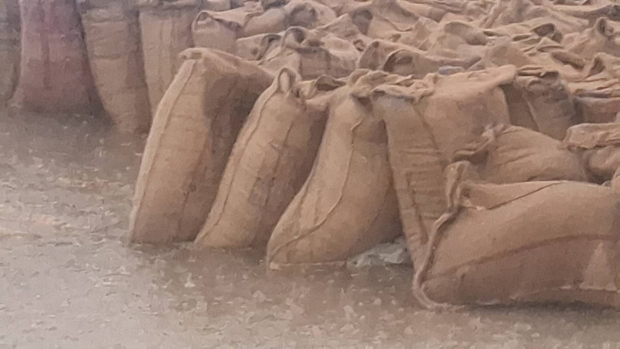 Wheat Soaked by Rain: Arrangements Fail to Cover Grain Stock