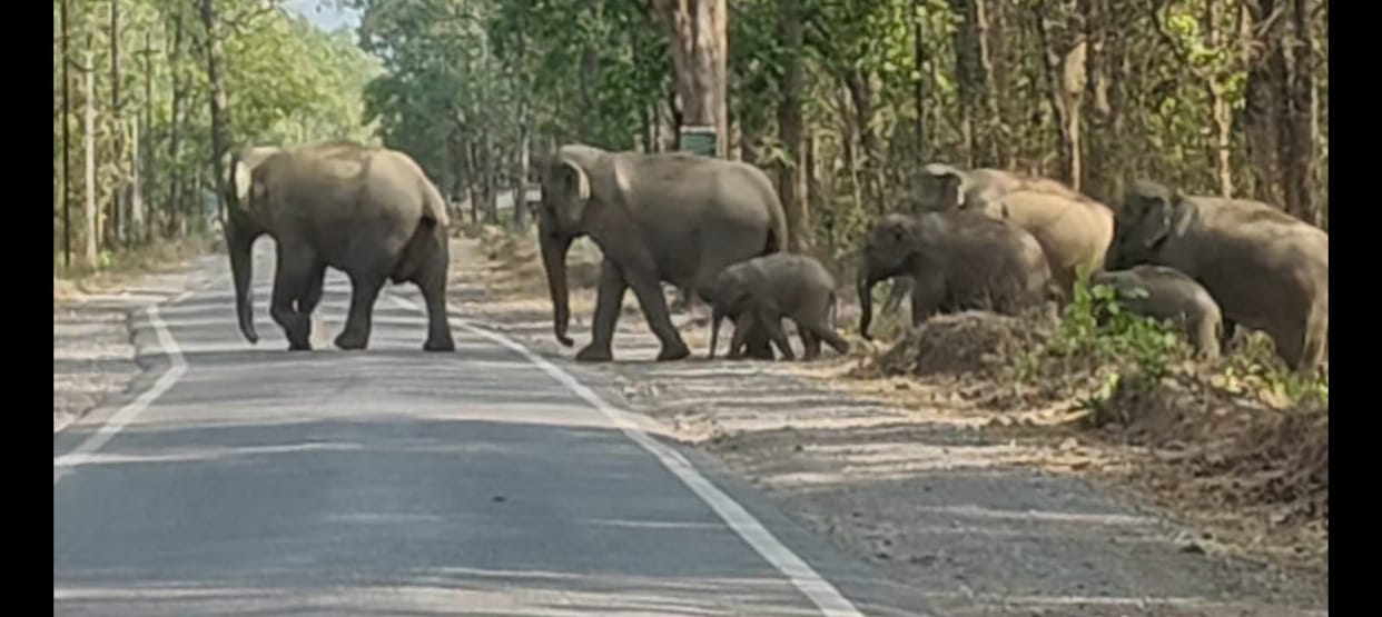 Herd of Elephants Emerges Near Roadside Long Queue of Vehicles Forms Residents of Several Villages Put on Aler