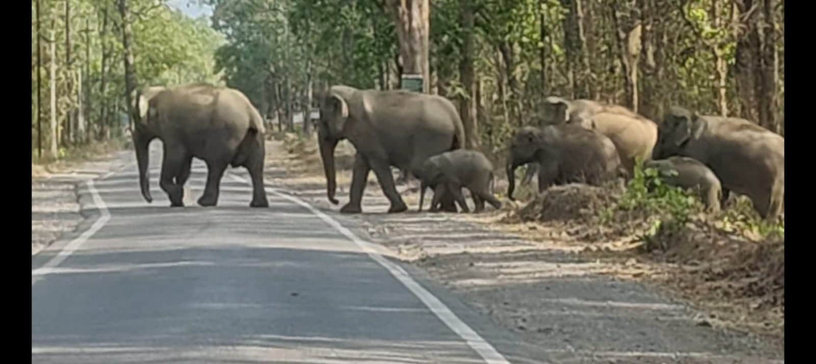 सड़क पार करते नजर आया हाथियों का दल
