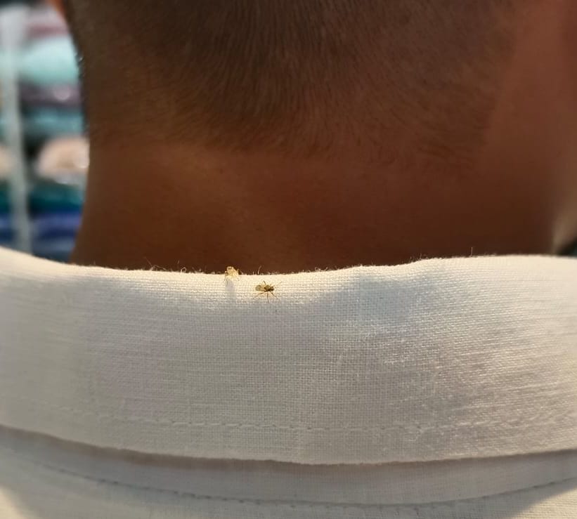 Markets Swarm with Mosquitoes; Corporation Awaits Complaints to Initiate Fogging