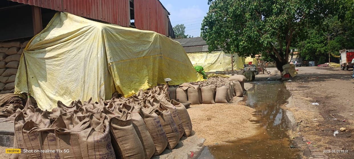 Hundreds of quintals of wheat kept in purchasing centers got wet due to rain