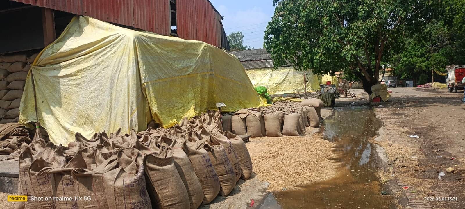 बारिश से भीगा गेहूं।