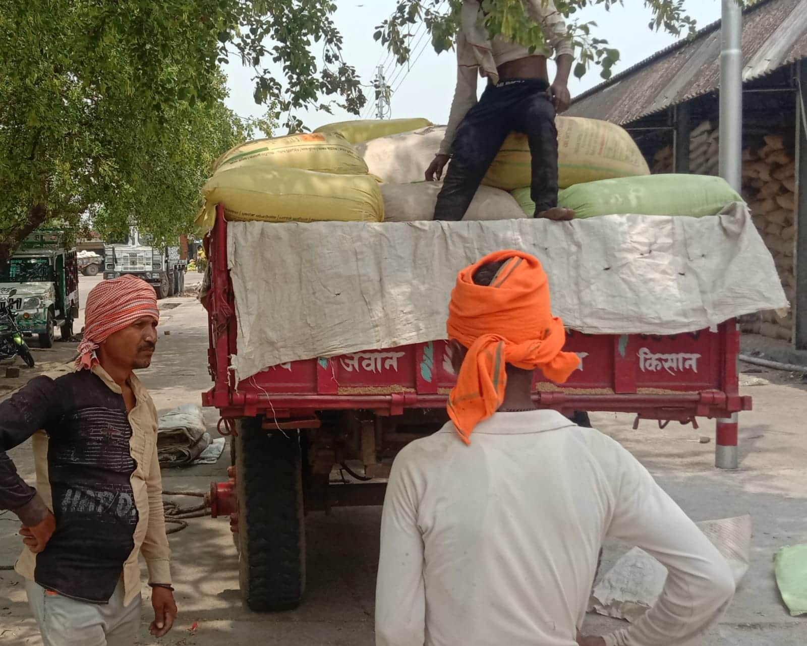 फोटो - 16 बांदा मंडी में किराए के ट्रैक्टर से गेहूं उतारता किसान। संवाद