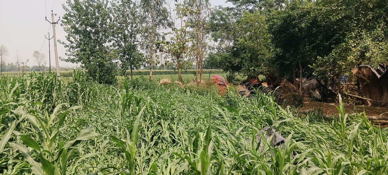 Rain brings relief from heat, waterlogging and crop damage