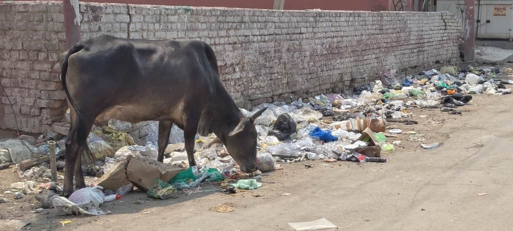 हिसार में सड़क पर बिखरे कूड़े से चारा खोजती गाय।
