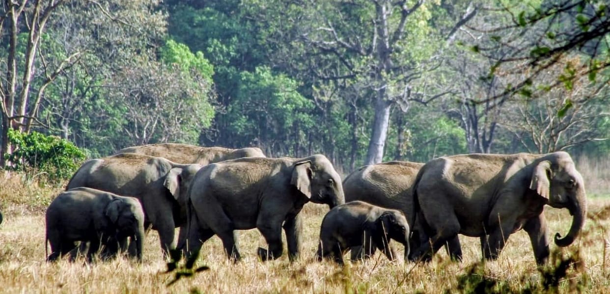 A herd of elephants was seen in Katarniaghat.