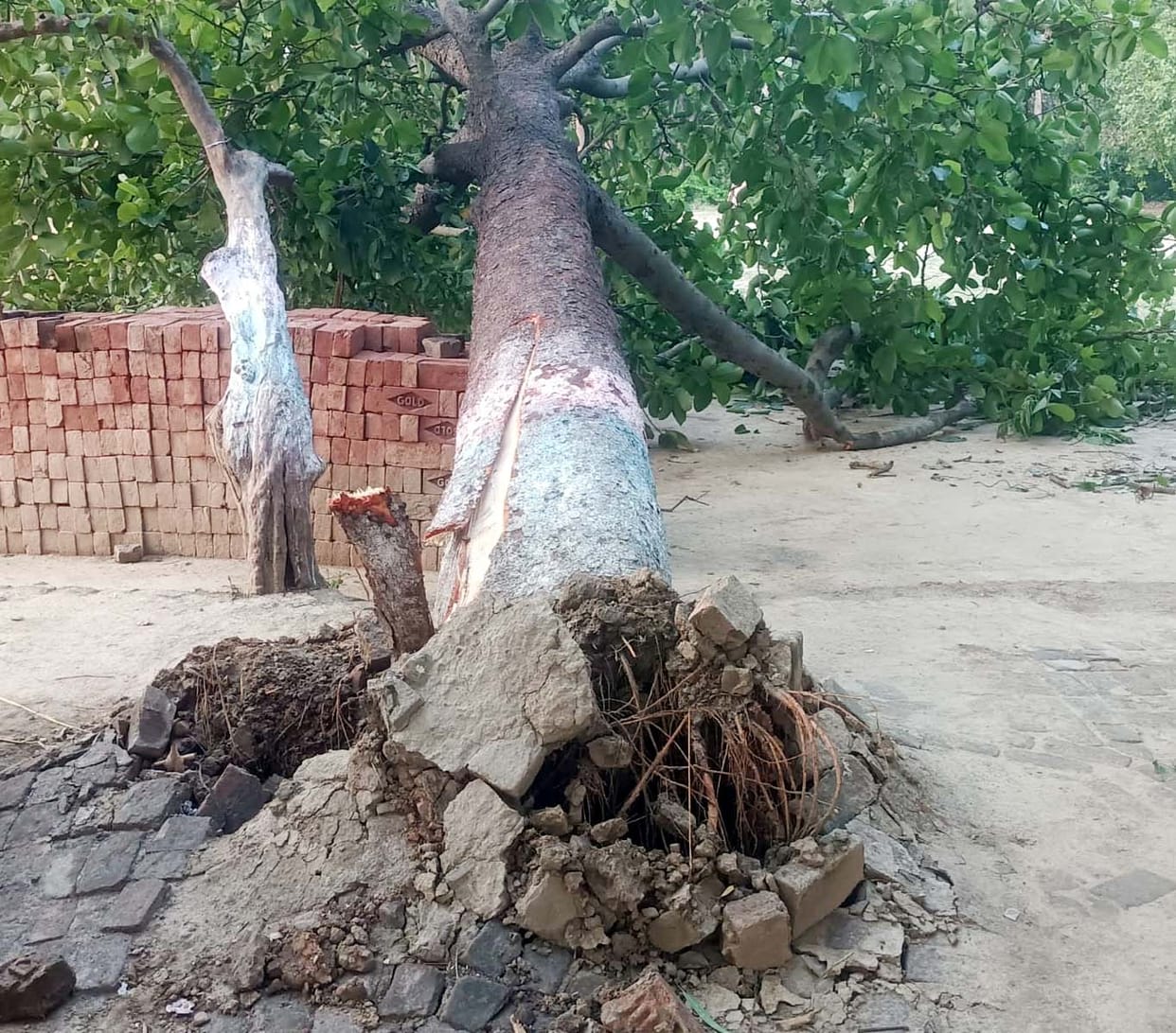 Tree falls in temple complex; volunteers have a narrow escape.