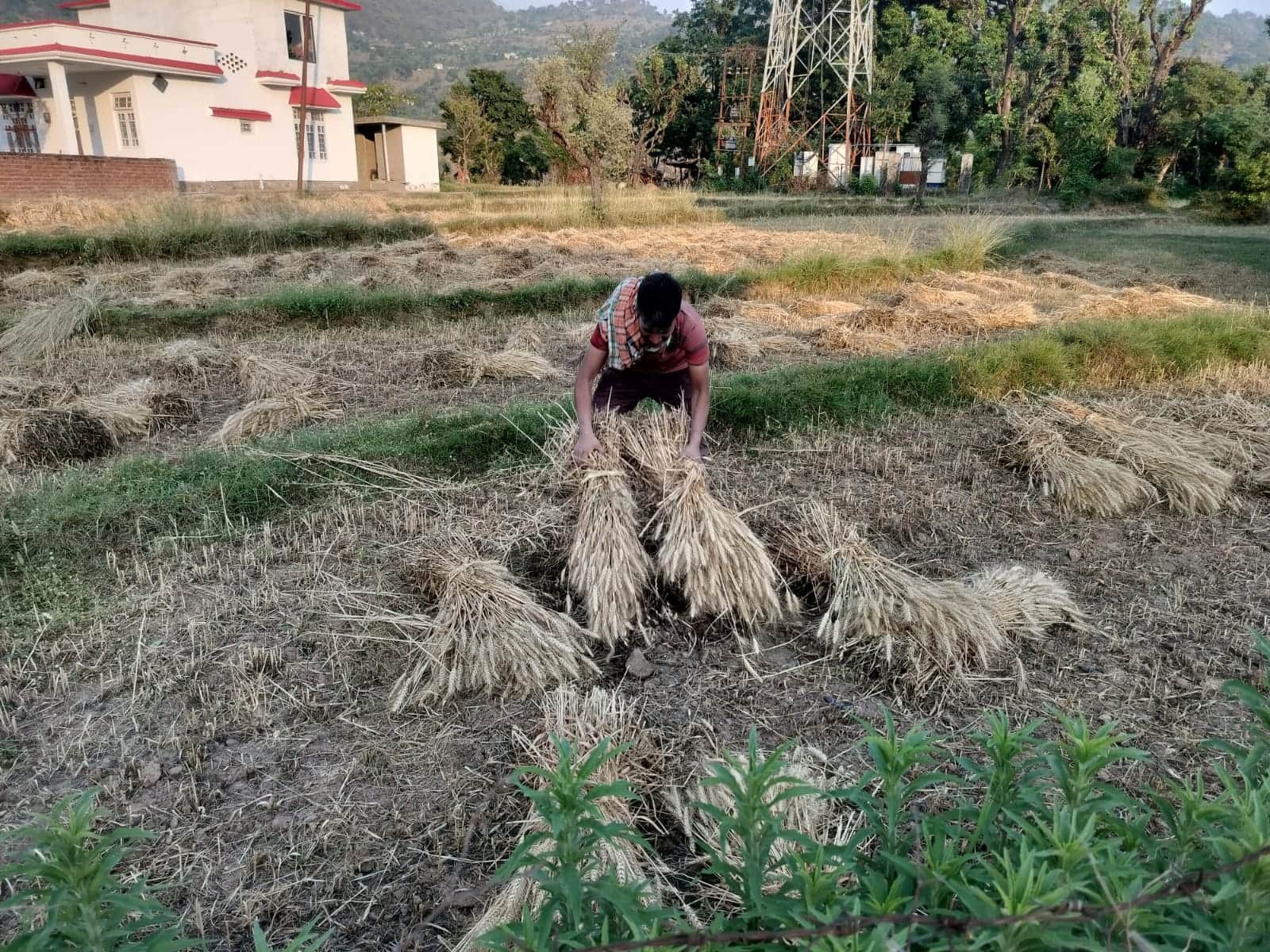 मौसम साफ होने के बाद फिर से शुरू हुआ गेहूं की फसल को समेटने का काम। स्रोत संवाद।