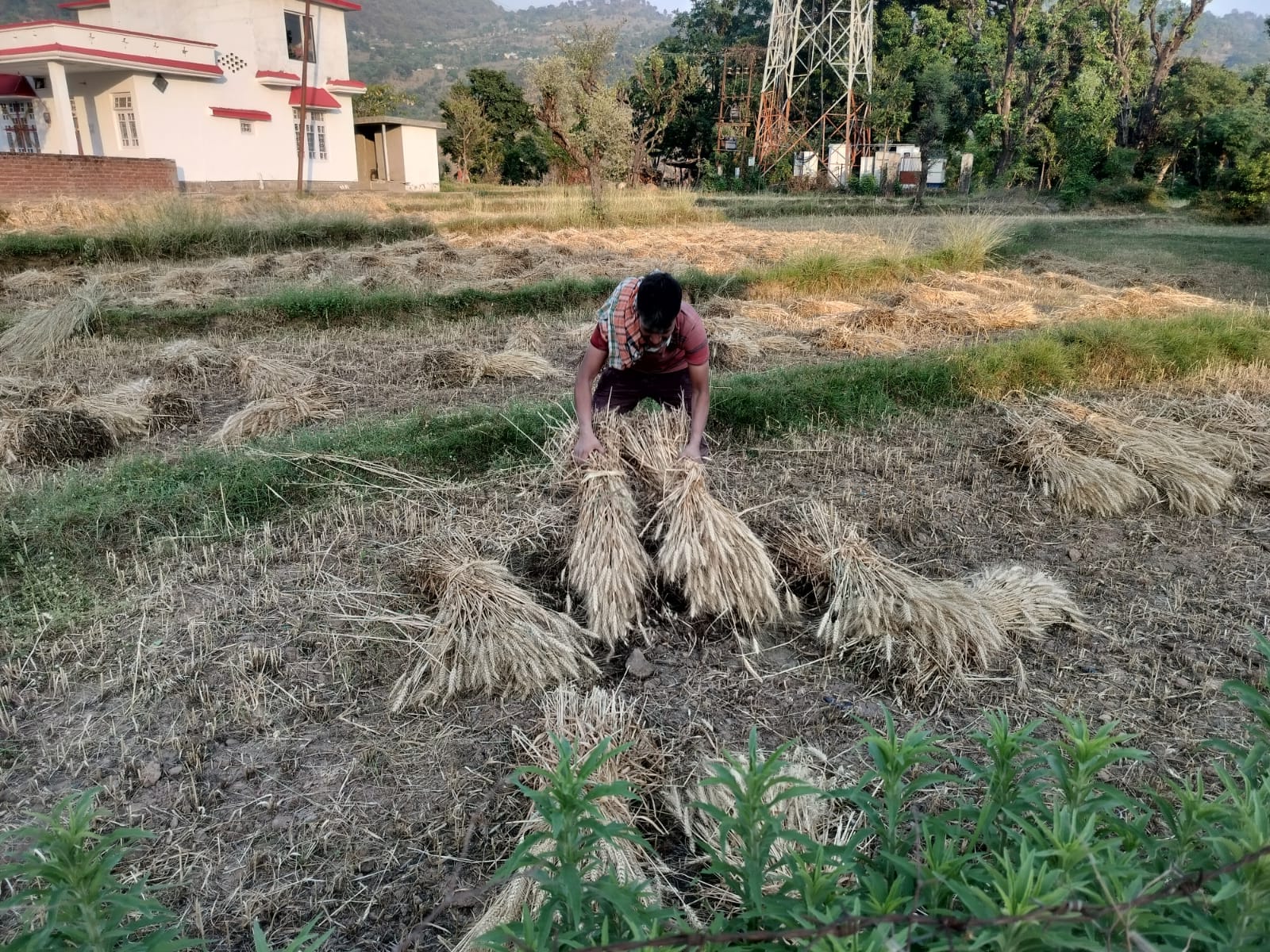 मौसम साफ होने के बाद फिर से शुरू हुआ गेहूं की फसल को समेटने का काम। स्रोत संवाद।