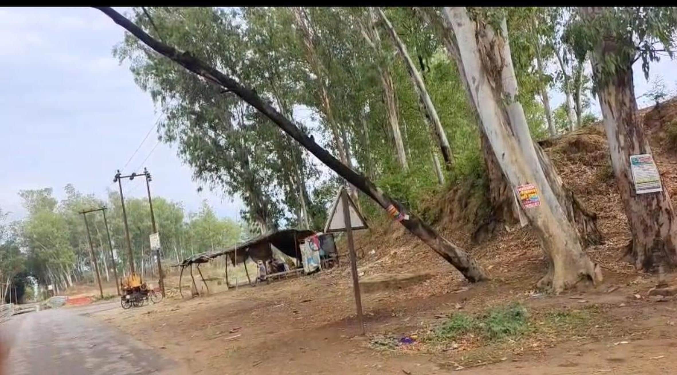 नवाबगंज में आंधी-पानी में गिरा पेड़। 