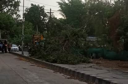 The storm caused widespread damage to tin sheds, trees fell, power supply disrupted, and crops were affected.