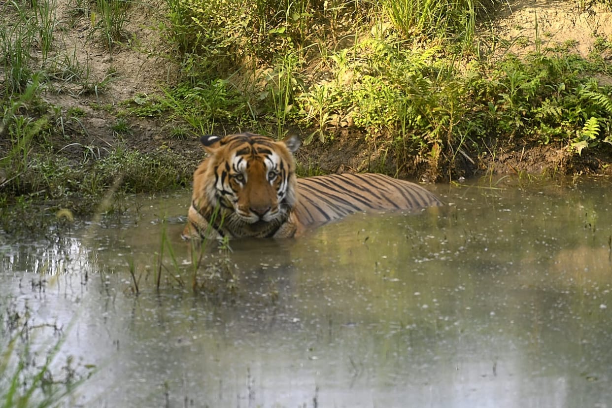 Tiger's 'cool' style seen in Dudhwa forest