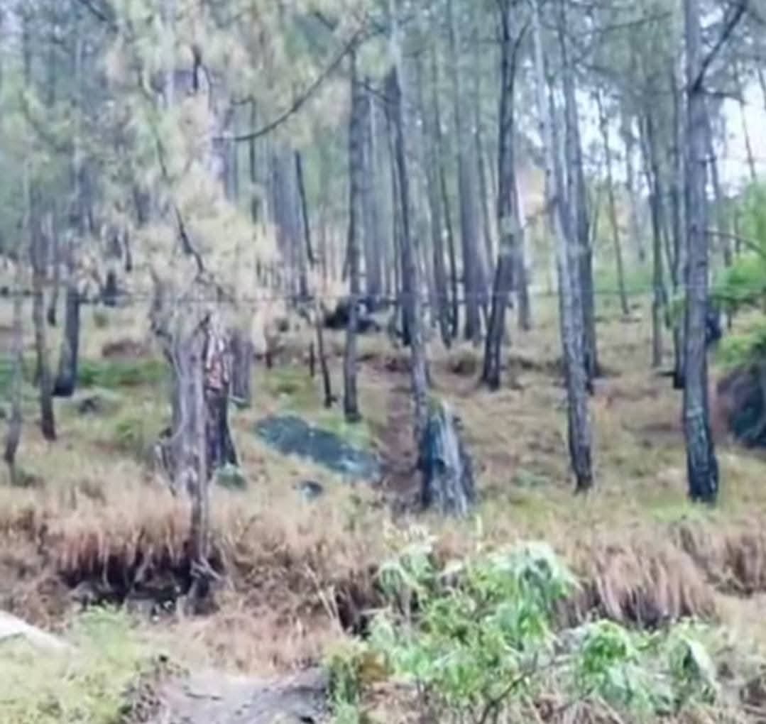 Pine and Safeda trees pose a threat to the roads of Aani