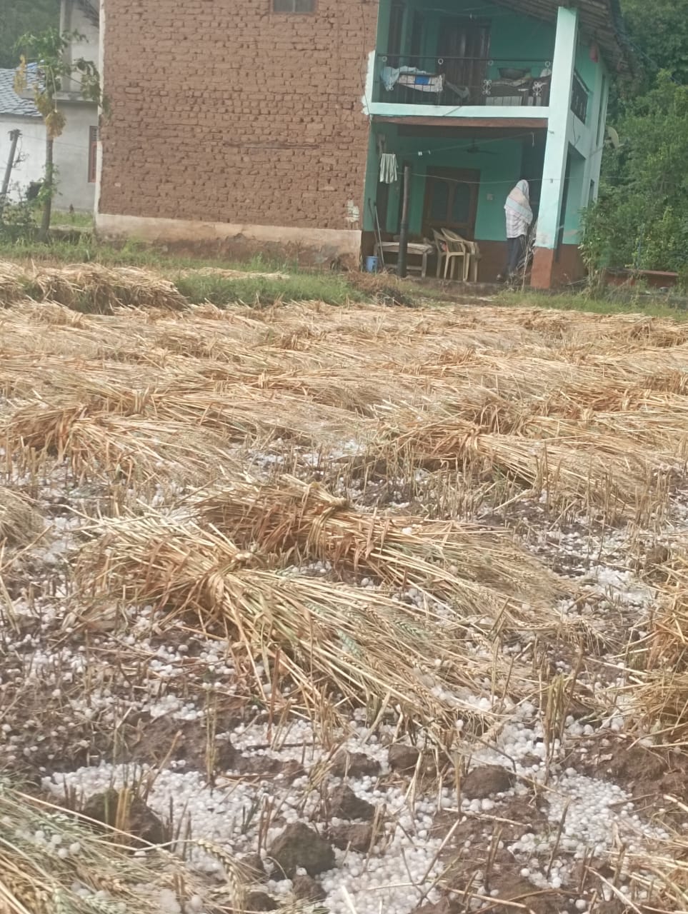 Wheat crop destroyed in fields due to hailstorm and unseasonal rain