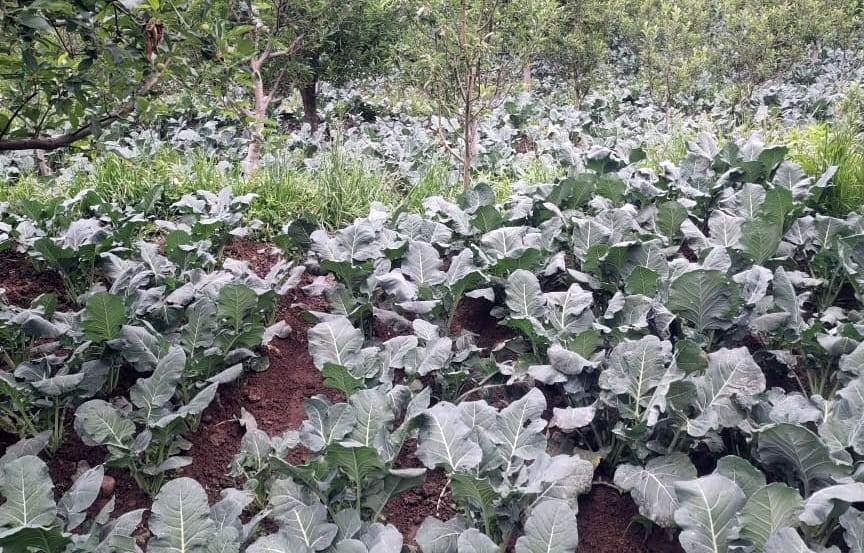 Farmers are suffering due to the weather, vegetables are getting spoiled in the fields.