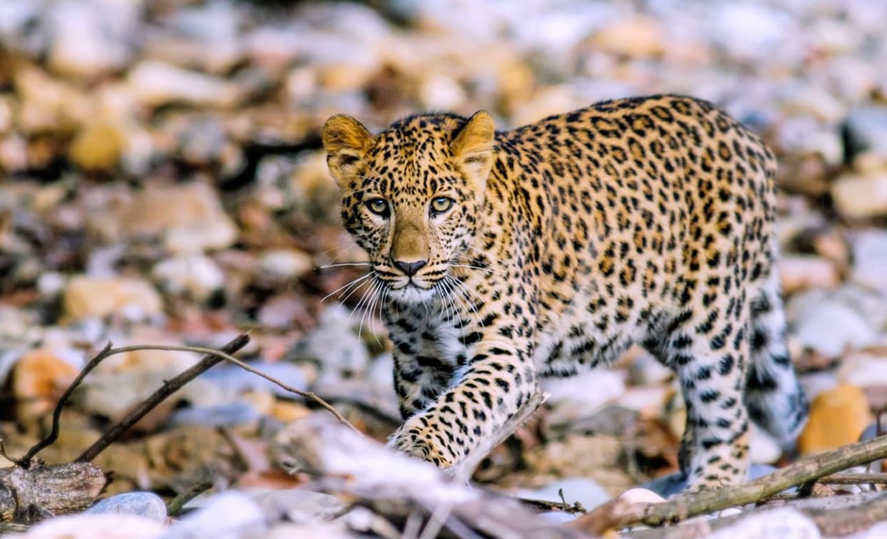 Leopard attacks and injures three people in West Champaran creating panic in  area