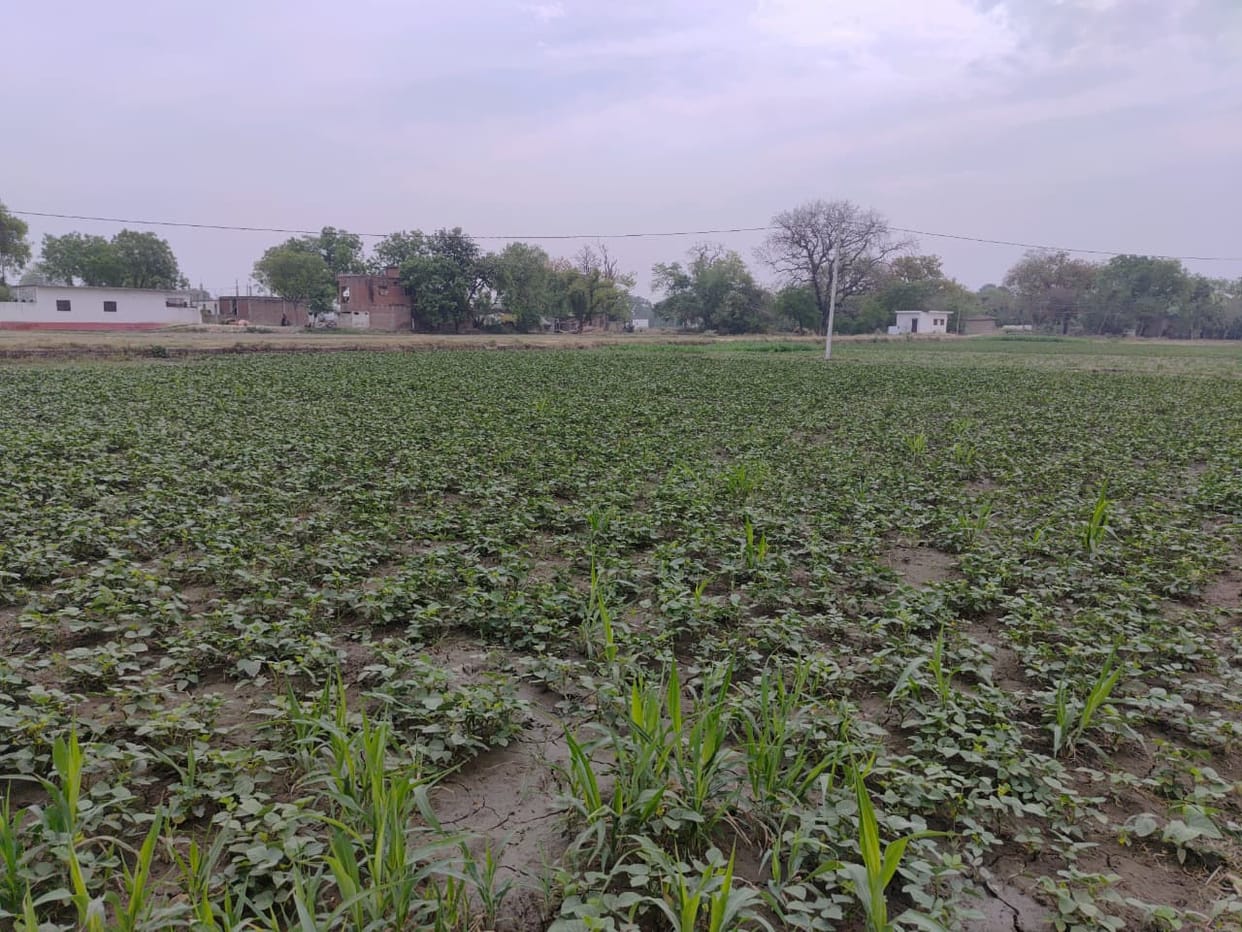 Insect infestation threatens mung-urad crop