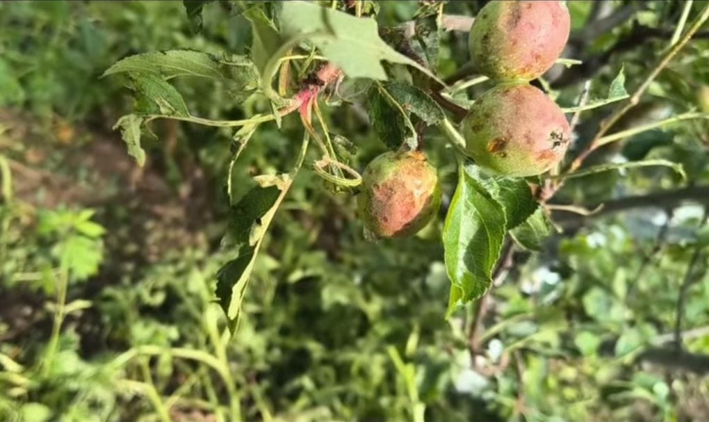 Rain damage in Bhadawali and Taklech Panchayat