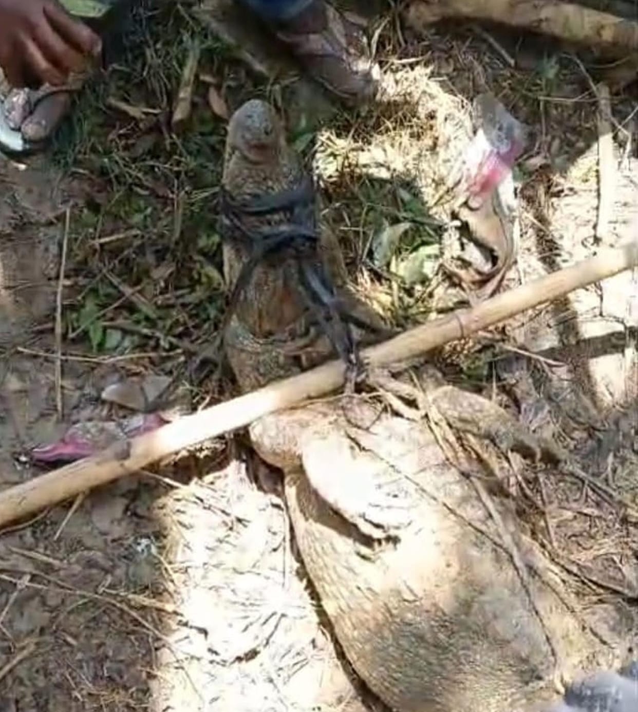 Crocodile attacking villagers caught