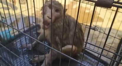 Monkey Enters House in Search of Food and Water Cornered by Dogs Rescued and Released into Forest in Korba