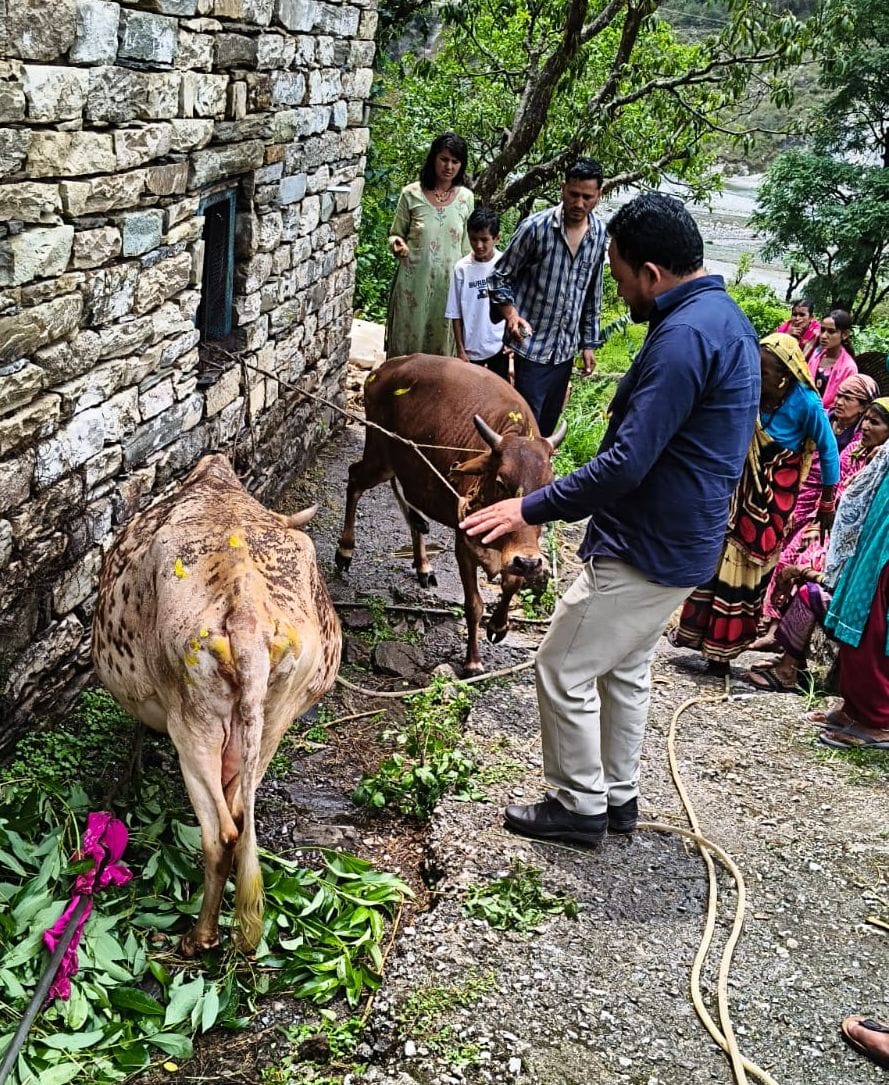 A cow died in a fire at a cowshed.